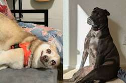 Когда ты пес, который забыл, как себя ведут обычные собаки. Курьезные фото