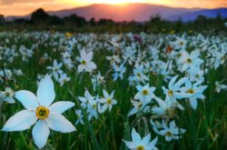В Карпатах зацвела Долина нарциссов (фото)
