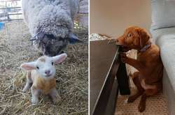 Курьезные фото животных, которые поднимут настроение даже в самый унылый день