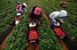 Сезонні роботи: Польща заявила про брак українських робітників 