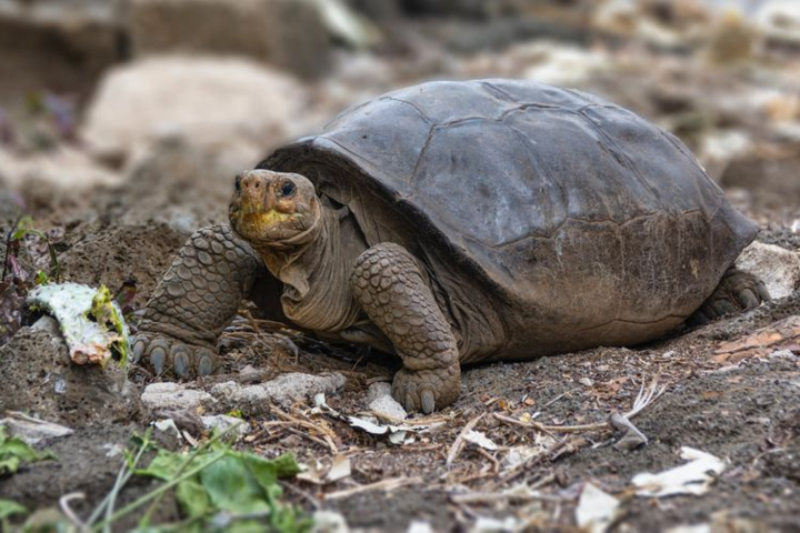 Одна на весь мир: ученые нашли уникальную гигантскую черепаху