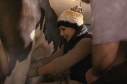 Миллиардерша Оксана Марченко подоила корову (фото)