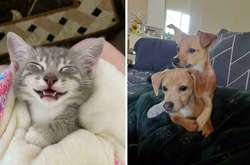 Курьезные фото собак и кошек, которым нашли новый дом