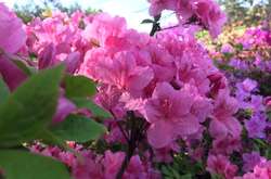 На заході країни практично весь червень дощитиме