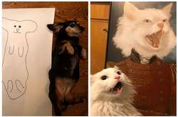 Портреты домашних питомцев, которые идеально раскрывают их характер раскрыт. Курьезные фото
