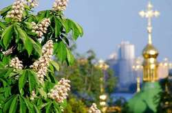 Київ – уже не місто каштанів. Яких дерев найбільше у столиці