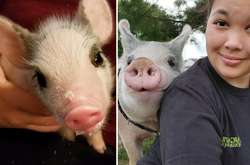 Девушка спасла больного поросенка и превратила его в самого счастливого свина на свете