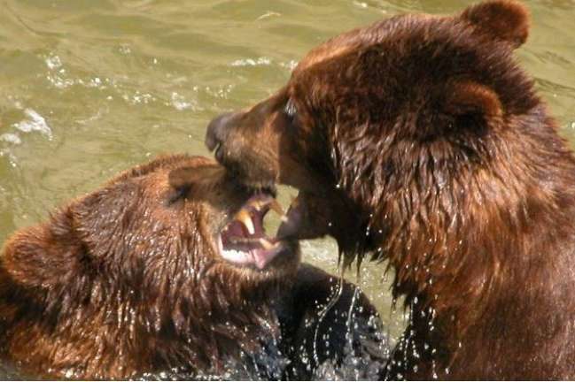 Ведмедів, які опинилися на балансі  «Укрзалізниці», передадуть до зоопарку у Нідерландах