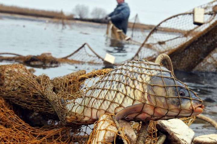 В Україні змінять правила рибальства: скільки дозволять ловити