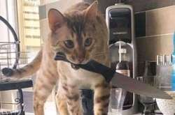 Эти домашних любимчиков добиваются внимания человека любыми методами. Курьезные фото