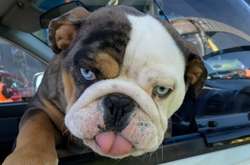 В Австралии завели инстаграм для собак, которые ждут хозяев с теста на коронавирус (фото)