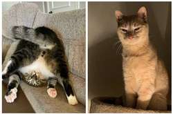 Курьезные фото усатых сорванцов, которые вышли из строя и насмешили весь Интернет