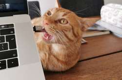 Курьезные фото непослушных питомцев, для которых «нельзя» — просто смешной звук