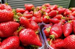 Ціни на полуницю знижуються