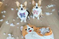 Курьезные фото собак, над которыми просто невозможно не смеяться