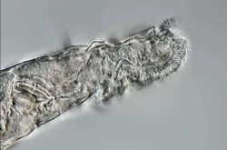 Ученые вернули к жизни животных, которые были заморожены тысячи лет