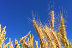 11 июня: какой сегодня праздник, приметы и запреты