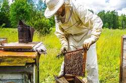  61-річний чоловік, прийшовши з пасіки, впав посеред подвір'я та помер 