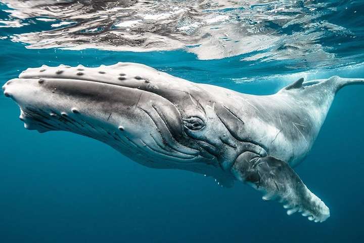 У США чоловік побував в пащі горбатого кита і дивом вижив