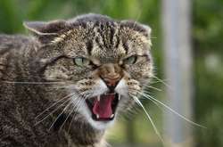 Люди взяли на утримання безпритульного кота 