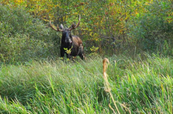 В сети появились редкие кадры из жизни животных в Чернобыльской зоне (видео)