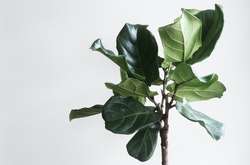 В Новой Зеландии домашний цветок ушел с молотка за $19 тысяч