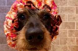 Как выглядят домашние животные, которых недавно выкупали. Курьезные фото