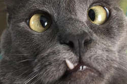 За этими простодушными мордочками прячутся зубастые монстры. Подборка курьезных фото