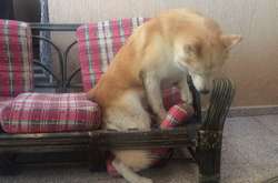 Курьезные фото домашних питомцев, которые явно нашкодили и сожалеют о содеянном