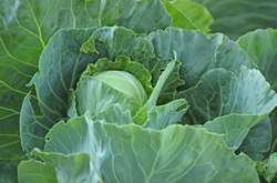 Рання капуста здешевшала на 33%