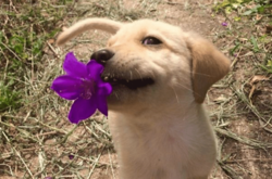 Эти домашние питомцы приносят хозяевам брокколи, камни, картошку, но только не тапочки. Курьезные фото