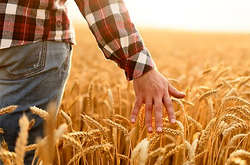 Українці сьогодні відзначають нове свято - День фермера