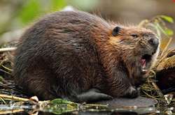 Трагедія на Рівненщині: багатодітний батько загинув через тварин