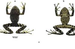 Новый вид лягушек назвали в честь легендарной рок-группы