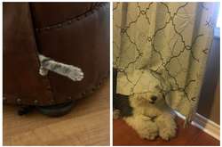 Курьезные фото домашних питомцев, которые плохо спрятались, но все равно получилось смешно