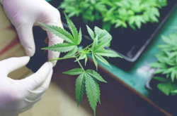 Легализация марихуаны в Украине: что ею будут лечить