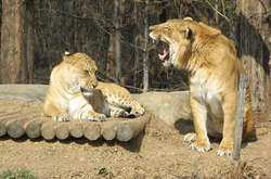 Человеческой глупости нет предела. Подборка курьезных доказательств