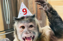 Обезьяна сняла стресс с помощью поп-ита и стала знаменитой (видео)