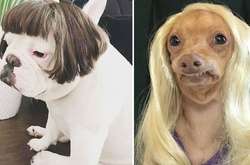 Курьезные фото собак в париках, которые поднимут настроение на весь день