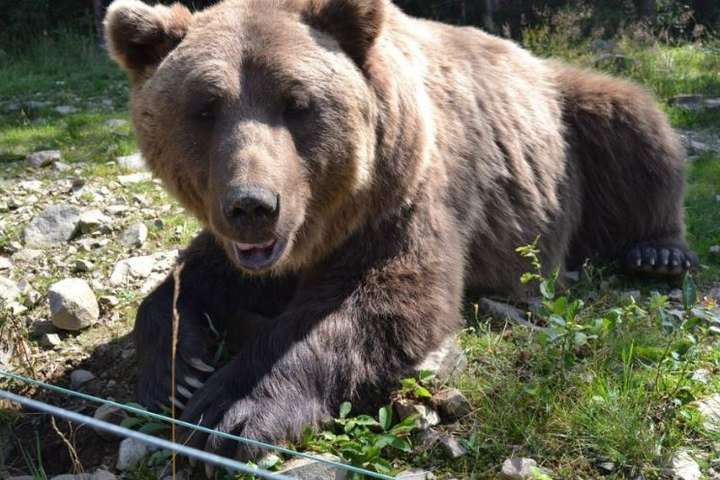 У Росії ведмідь загриз підлітка під час туристичної мандрівки 
