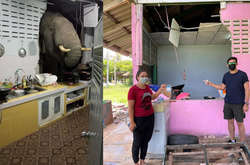 В Таиланде голодный слон проломил стену дома, учуяв запах риса на кухне