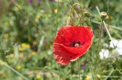 22 червня: яке сьогодні свято, прикмети і заборони