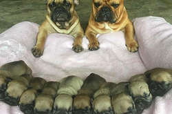 Курьезные фото собак, которые стали мамами и теперь буквально сияют от счастья