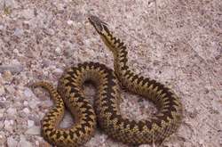 Плазуни наближаються впритул до відпочивальників