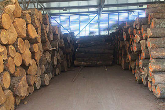 У Мінекономіки розповіли, як боротимуться з деревиною незаконного походження