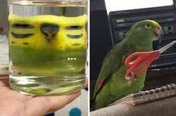 Подборка смешных и пугающих фото птиц, с которыми лучше не связываться. Курьезные фото