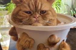 Коты – это жидкость, способная занять все возможные пространства. Курьезные фото