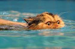 Кияни зіткнулися з рекордною спекою