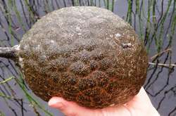 Дуже тривожний сигнал. У Дніпрі під Києвом виявили дивні створіння (фото)