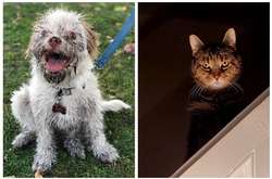 Когда собачкам и котикам наскучило быть милыми и они решили всех напугать. Курьезные фото